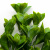 Трава искусственная -1, шт (эвкалипт лист 32 см/8 см)				 - купить в Комсомольске-на-Амуре. Цена: 169.93 руб.